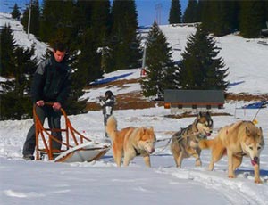 chiens de traîneaux méribel