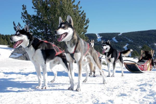 chiens de traîneaux méribel